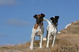 FOX TERRIER POIL LISSE 219